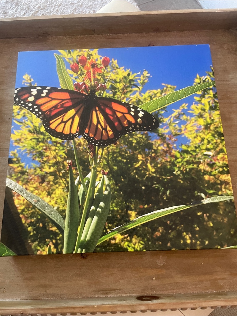 YPOC Monarch Butterfly on milkweed Wall Art Photography Print